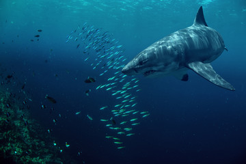 Great white shark hunting fish in deep blue water of sea