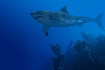 Shark in deep water