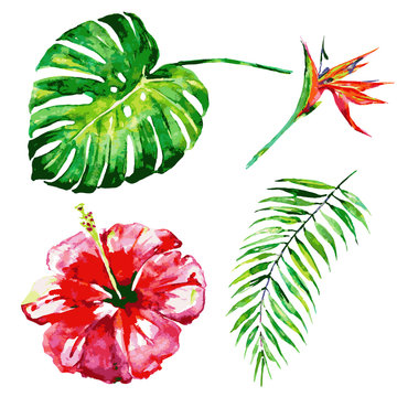 beautiful tropical palm leaves and flowers, watercolor