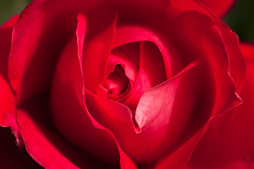 Close Up Of Beautiful Flower Gently Red Rose Top View. Background And Texture.