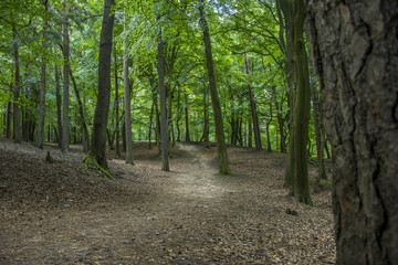 Path in green forest - Forest trail