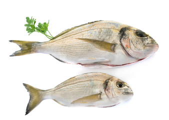 Gilt-head bream in studio