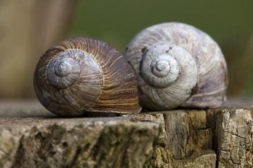 Schneckenhäuser