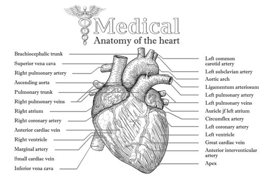 Anatomical Human heart hand drawn poster with inscription  of vein arteria, aorta. Medicine educational Vector illustration. Body organ high detailed. Medical study info graphic banner