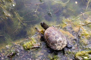 European pond turtle (Emys orbicularis)