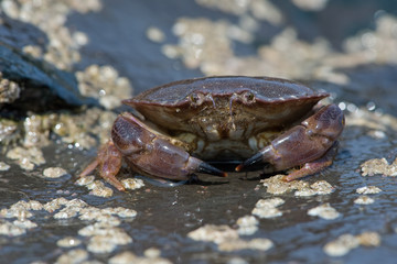 Brown Crab (Cancer pagurus)/Brown Crab on a barnacle covered rock
