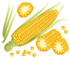 Yellow corn on the cobs, male inflorescence and leaves isolated vector illustration of sweet golden corn. Bunch of Corn. summer farm design elements Web site page and mobile app design