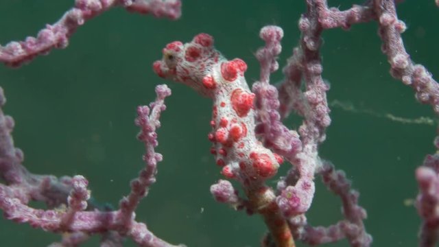 Extreme close up, pink pygmy sea horse