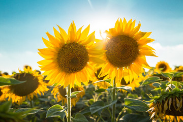 Obraz premium Sunflowers in the field. Agricultural background.