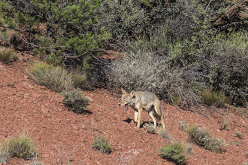 Sedona Coyote