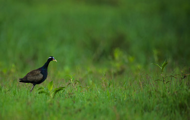 Bronze winged Jacana bird