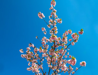 Closeup of cherry blossom in japanese park of Japan. Beautiful pink Sakura flower isolated on blue clear sky background and copy space. Hanami concept, spring, relaxation.
