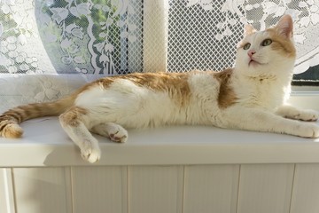 home white and ginger cat lying on the windowsill