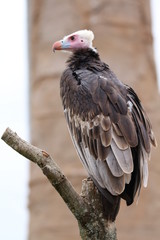 Vautour