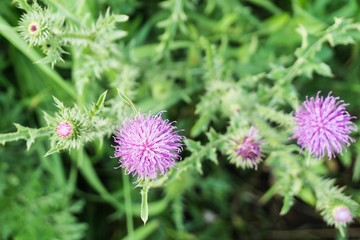 Flowers and buds of a thistle, shallow depth of field.