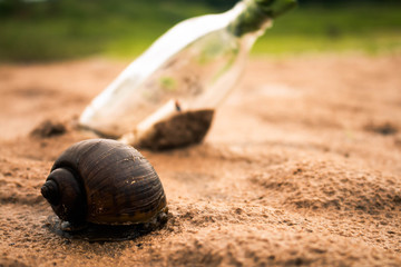 Clams on the sand, Symbol for help SOS.