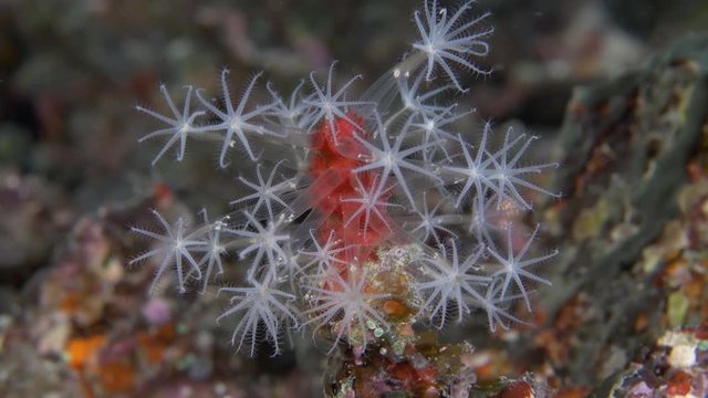 Close up, corallium rubrum in reef