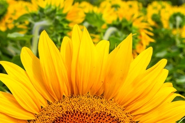 Blooming sunflower close-up in the rays of the summer sun against the field of sunflowers background