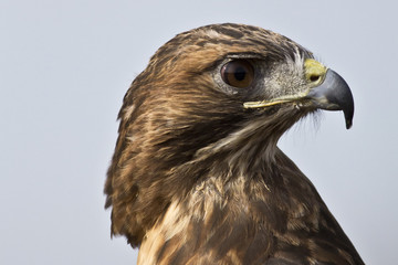 Hawk Closeup