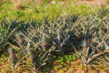 Pineapples field