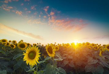 Sunflowers, JAPAN. Field of blooming sunflowers on a background blue sky. - obrazy, fototapety, plakaty