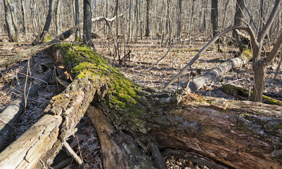 Withered trees in the forest