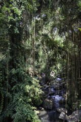 Man in jungle with river at Sangeh Monkey Forest, Bali, Indonesia