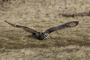Flying Owl