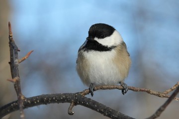 Chickadee on Branch