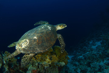 Obraz premium Sea turtle swim over the firel corals