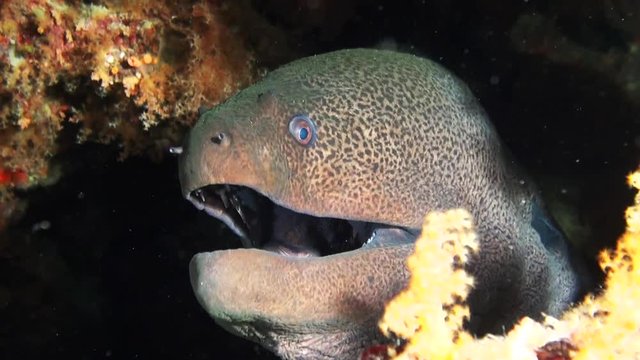 Close up, moray eel in Red Sea reef