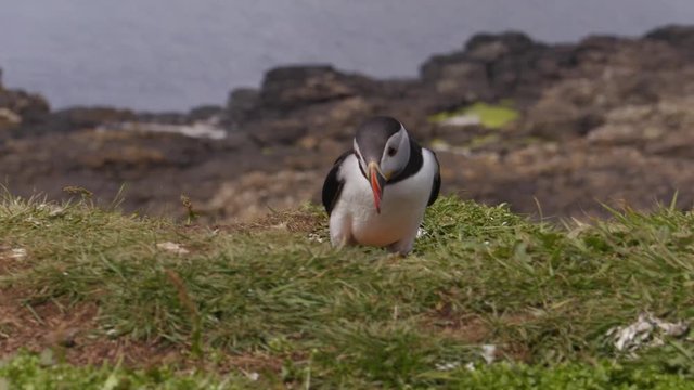 Puffins in Scotland