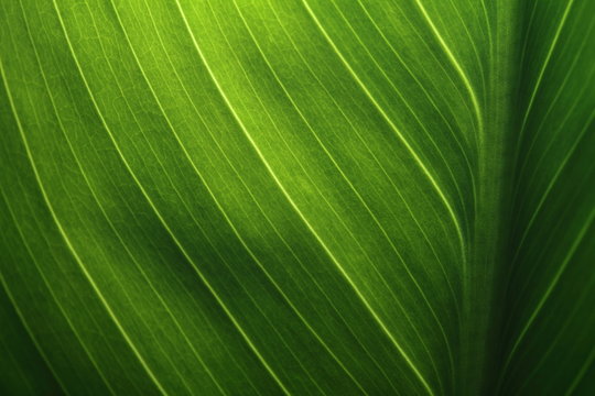 Fototapeta Green leaf texture revealed by light behind