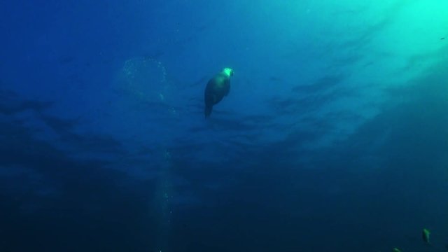 Sea Lion catches Sergeant Major fish and brings it to surface