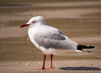 Seagull