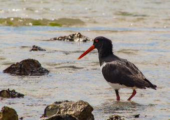 Pied Oystercatcher