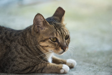 Cat looking at right side