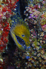 Naklejka na ściany i meble Blue mouth moray eel look curious inside the cave in Kemer Antalya