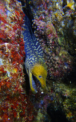Blue mouth moray eel hunt inside the cave in Kemer Antalya