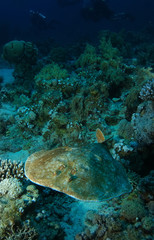Fototapeta na wymiar Electric torpedo stingray swim over the coral garden in Ras Mohammed National Park