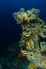 Couple of pennant fish swim near the coral peak