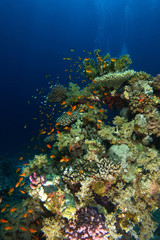 Fototapeta na wymiar School of sea goldie swim over the coral garden in Ras Mohammed National Park