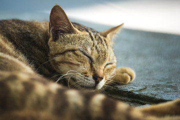 Cat sleeping, close up