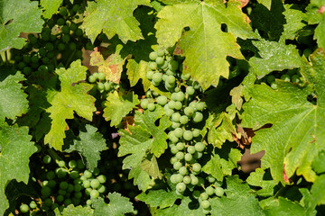 White grape bunch in vine