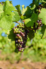 Grape bunch hanging from vine in winemaking region