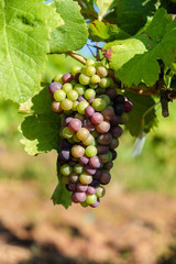 Grape bunch hanging from vine in winemaking region