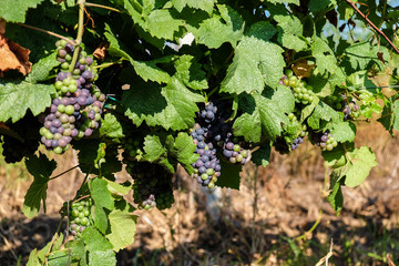 Grape bunch hanging from vine in winemaking region