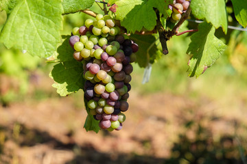Multicolored grape bunch hanging from vine in winemaking region - 166569448