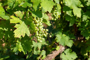 Fresh white grape bunch hanging from vine in winemaking region