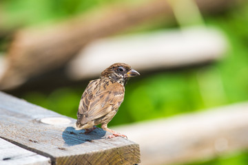 Sparrow standing